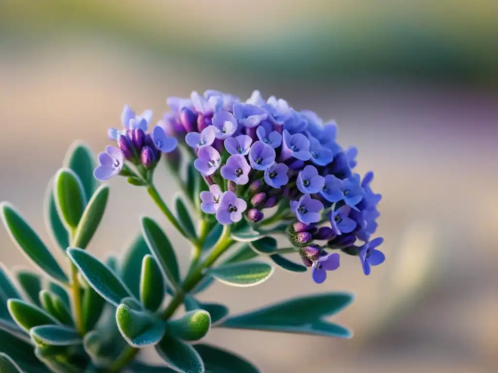 Detalles vibrantes: flor de lavanda marina púrpura en jardín costero Detalle de una flor de lavanda marina púrpura en un jardín costero